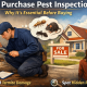 Pre Purchase Pest Inspection